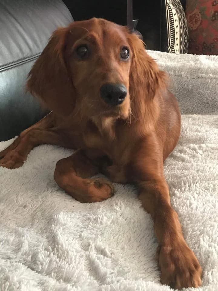 Ruby Du Mont Rouge De Picardie
