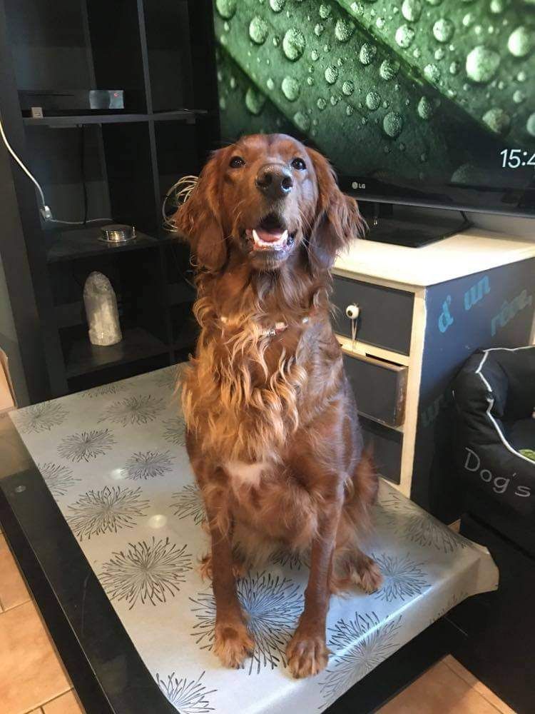 Nala Du Mont Rouge De Picardie